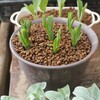 梅雨時期の挿し木は成功したか！？4月・5月との違いと失敗しないコツを徹底解説
