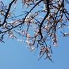 酵素風呂／桜