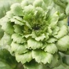 ラナンキュラス グリーン