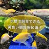 人気の黄色い観賞魚特集！家庭水槽で飼育できる黄色い鑑賞魚10選！