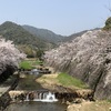 本日の桜。