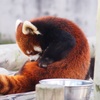 大森山動物園「雪の動物園」2019.1.12⑦