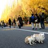 神宮外苑 イチョウ並木・・１
