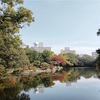 紅葉を見に