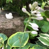 ＊ホスタのツボミ♡＆ヒューケラの花