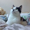 猫を飼うことを決めた日