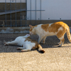 玄海諸島のねこさん