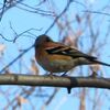 千川上水_綺麗な鳥だ！・・アトリ（東京都武蔵野市）