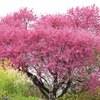 桜の仲間の花