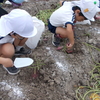 芋ほり遠足（年長組）