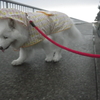 〇雨にも負けず