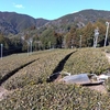 深刈りした畑での化粧刈り開始