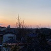 まだ咲いていません