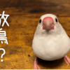 放鳥？