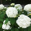 白いアジサイの花たち