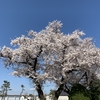 人生の折り返し地点で見た満開の桜