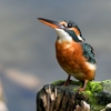 ２カ月振りの野鳥撮影