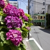 江ノ電３００形　御成町の紫陽花