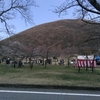伊豆高原桜まつり開催中です 