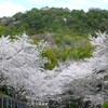 岩滝神社のサクラ　紅白幕　サクラ　パンジー