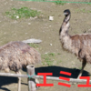 鳥を見た！！ エミューを知っているか！！佐賀県基山町のエミュー牧場：きやま・ファームに行ってみました。