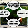 3.メダカを飼育しよう！プロから聞いた濾過バクテリアの働き