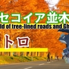 秋の紅葉ドライブ（滋賀県）動画２３５～２３６