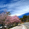 オオヤマザクラ　奥日光中禅寺湖に遅い春を告げる