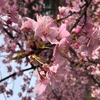早咲きの桜を見に行きました!