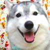 ハスキーちゃん