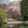 春を求めて国分寺♪（日立中央研究所・国分寺市）