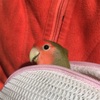 春の雨は ♪