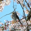 春先の野鳥