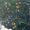  柑橘類の実