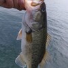 琵琶湖 南湖 2024/10/24 釣果15本 コバス〜Max38cm、サウザー出船224回、リチウム充電258回