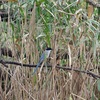 公園の鳥達（１０月２９日）