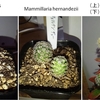Mammillaria hernandezii とMaihueniopsis archiconoidea キリンウチワ接ぎ