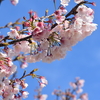 川岸に桜が咲いています＆柿の坂の家はこんな家でした( *´艸｀)