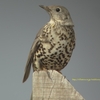 Mistle Thrush ヤドリギツグミ(北インドの鳥その29)