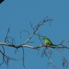 アオノドゴシキドリ Blue-throated Barbet