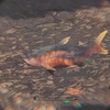 【MHW】環境生物：サシミウオ【調査】