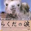 ■「らくだの涙」ビャンバスレン・ダヴァー，ルイジ・ファロルニ