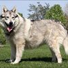 犬の寿命の研究  ネイティブ アメリカン インディアンドッグ  Native American Indian Dog