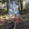 春の枯枝焼却