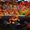 紅葉探して、2015～京都嵐山・天竜寺編