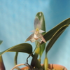 Bulbophyllum ambrosia  (variegata )    