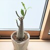 アデニウム・アラビカム