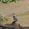 鳥も暑い&amp;#128166;