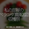 1719食目「私の部屋のベランダ農園2022、収穫祭」初めて収穫したよ。成長記録その10
