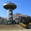 十王パノラマ公園の桜・・